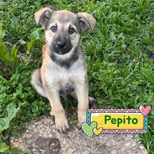 PEPITO