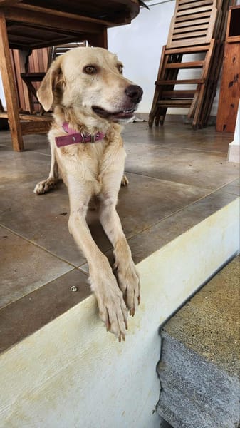 Suzie la belle et douce louloute