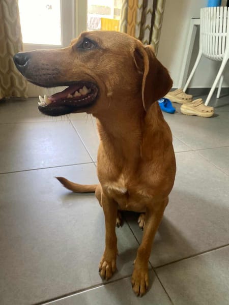 Dixy la joyeuse et dynamique louloute