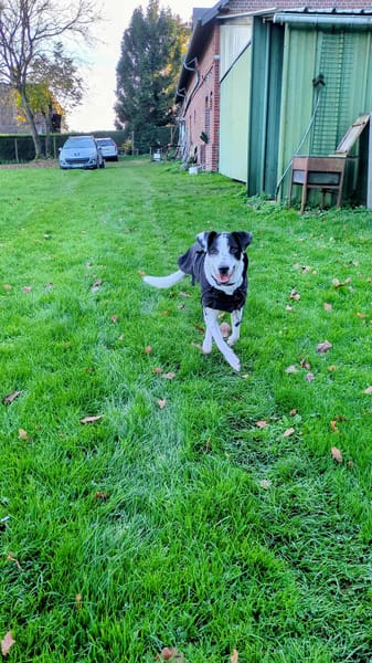 Vador l'adorable petit guerrier tripatte