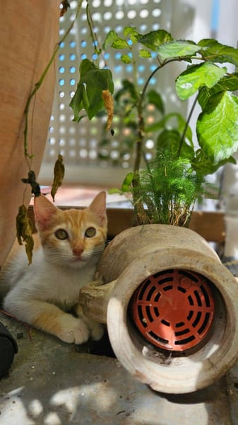 🐾  Bennington, femelle X européen née le 05/09/2025 🐱