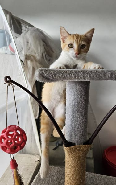 🐾  Bennington, femelle X européen née le 05/09/2025 🐱