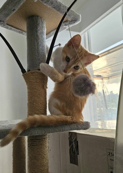 🐾  Bennington, femelle X européen née le 05/09/2025 🐱