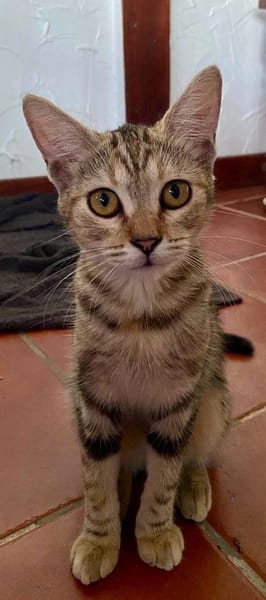 🐾  Aziza, femelle X européen, née le 05/05/2025🐱