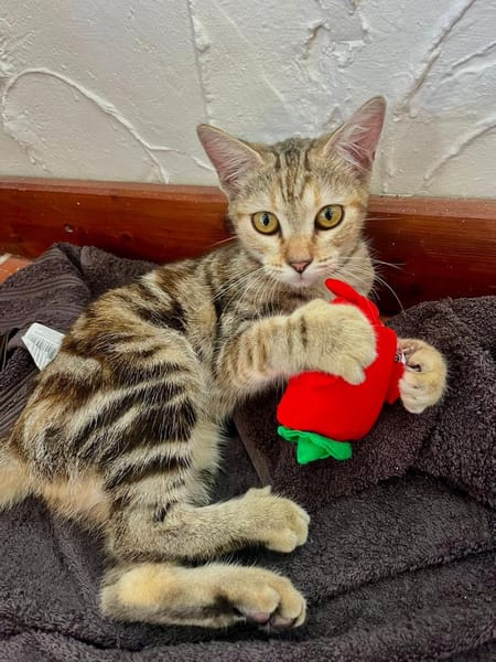 🐾  Aziza, femelle X européen, née le 05/05/2025🐱