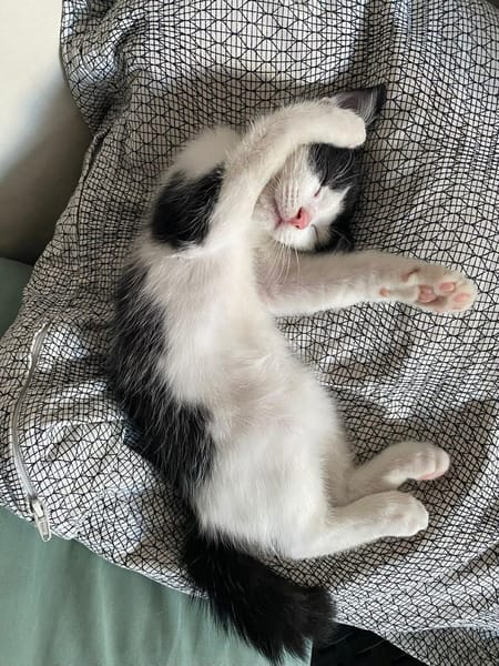 🐾  Athéa, femelle X européen née le 05/09/2025🐱