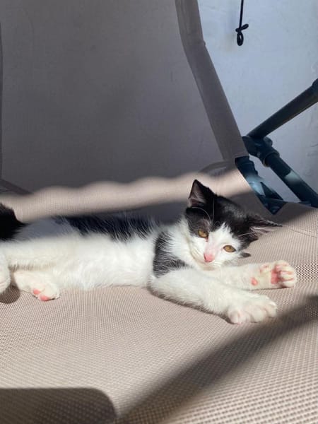 🐾  Athéa, femelle X européen née le 05/09/2025🐱