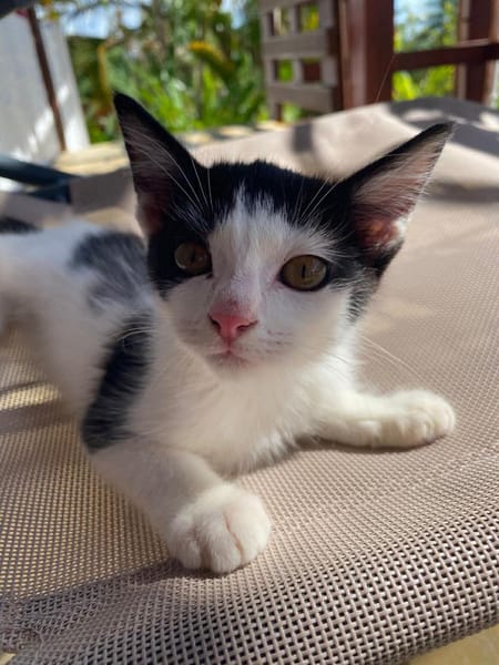 🐾  Athéa, femelle X européen née le 05/09/2025🐱