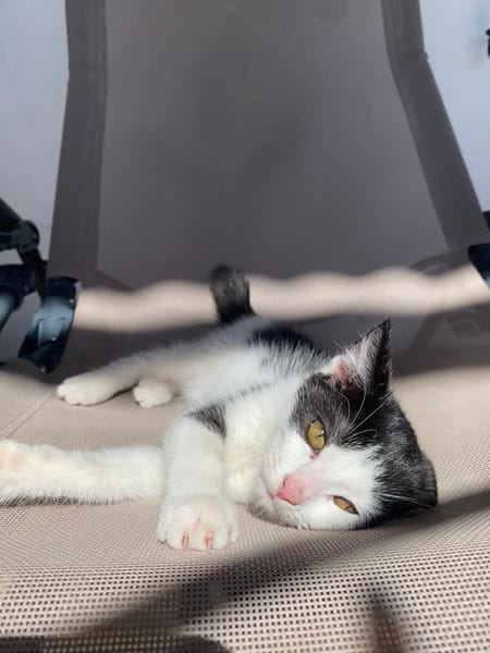 🐾  Athéa, femelle X européen née le 05/09/2025🐱