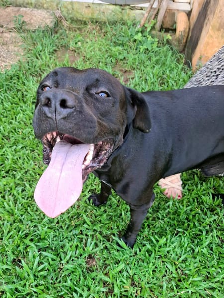 Tito, mâle croisé berger, né le 10/02/2022 🐶