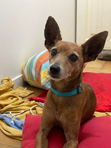 Tchoupi, mâle X Pinscher né le 01/01/2017🐶