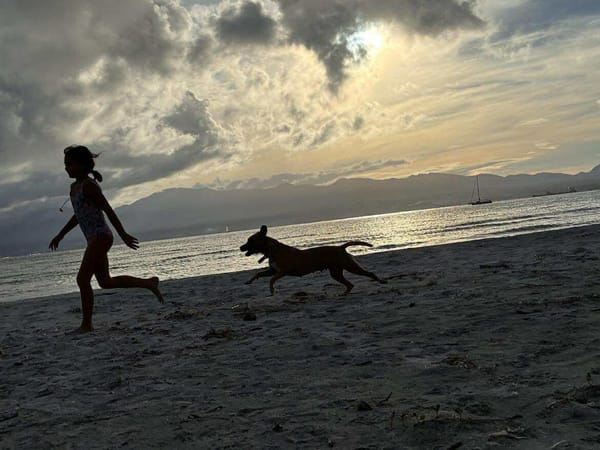 Soly, femelle X croiser berger, née le 01/05/2024