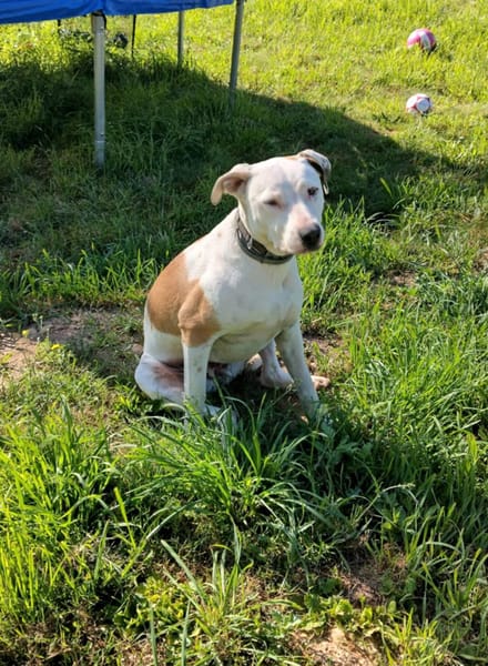 Romy, femelle, X Berger, née le 02/10/2022