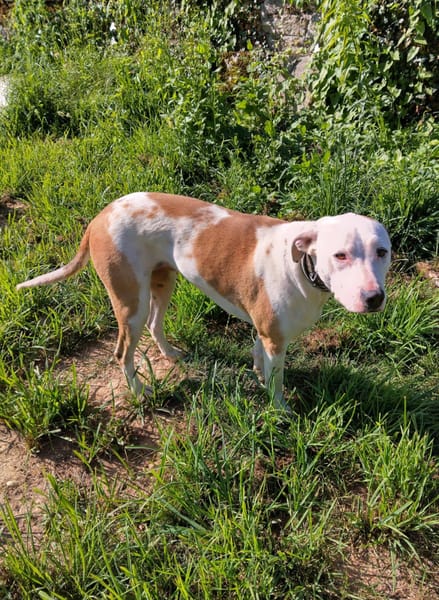 Romy, femelle, X Berger, née le 02/10/2022