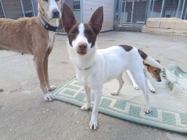 XISCA (union animal)