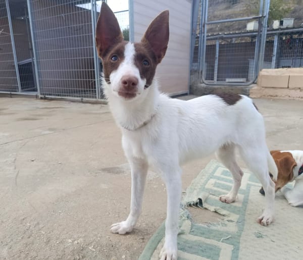 XISCA (union animal)