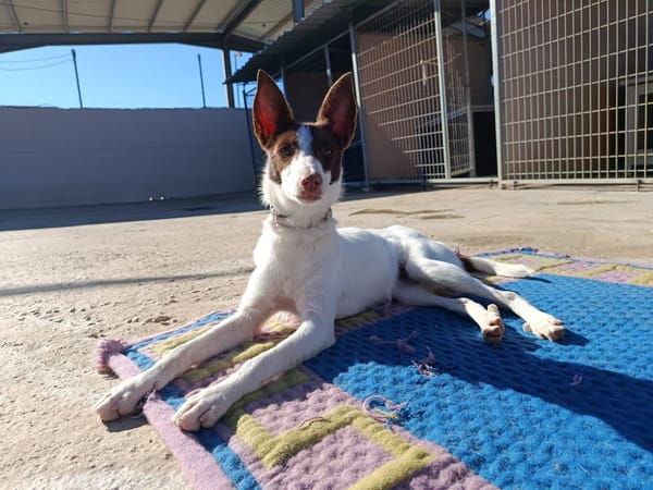 XISCA (union animal)