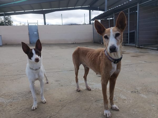 XISCA (union animal)