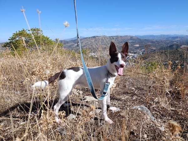 XISCA (union animal)