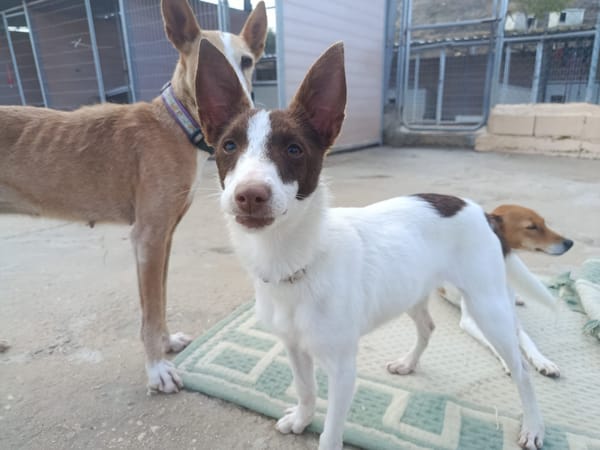 XISCA (union animal)