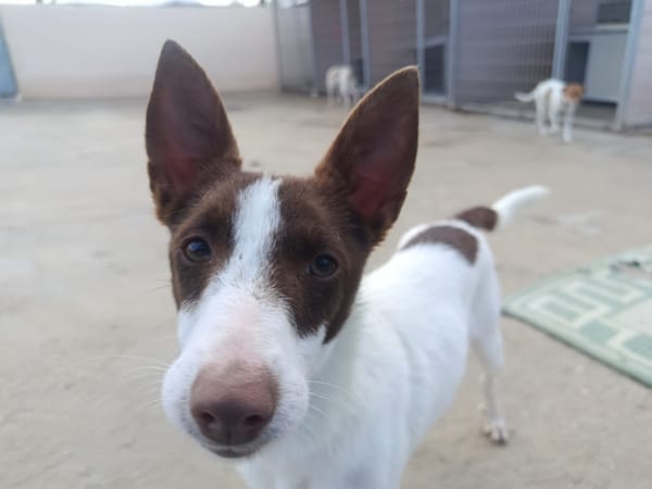 XISCA (union animal)