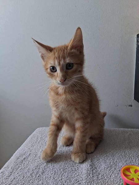 🐾 À L’ADOPTION – SIMBA, petit aventurier au pelage flamboyant ! 🐾