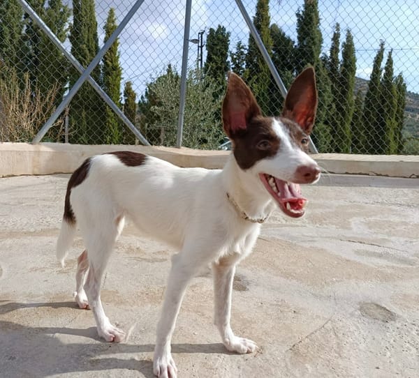 XISCA (union animal)