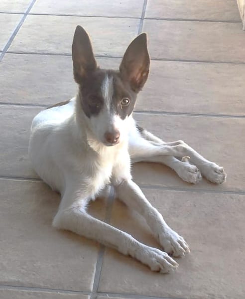 XISCA (union animal)