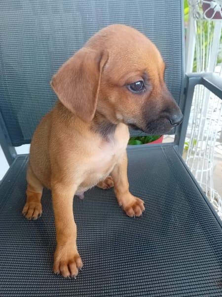 🐾 À L’ADOPTION – RUSH, le petit compagnon toujours partant ! 🐾