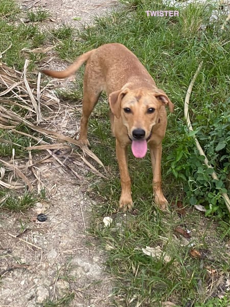 TWISTIE, Femelle Croisée Créole NON-LOF
