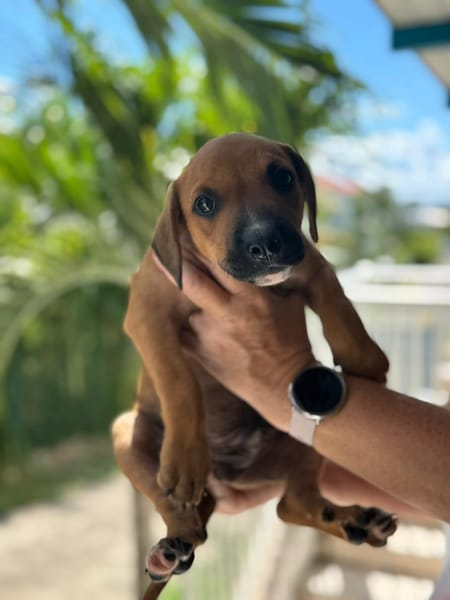 Goliath le ptit mignon