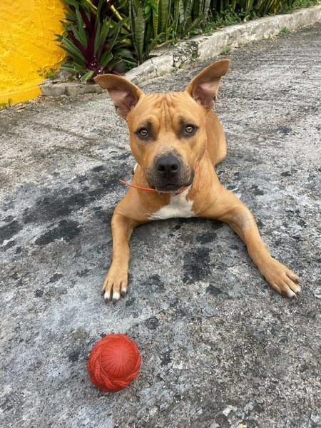 Omy, mâle croisé berger, né le 31/01/2024🐶