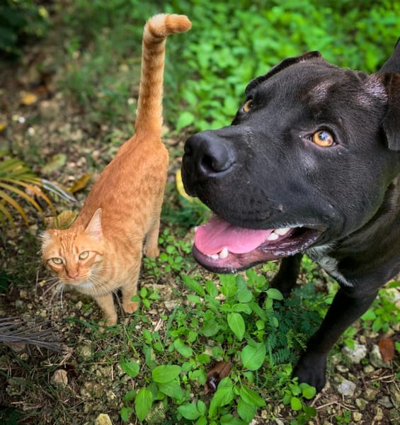 Nounours, mâle croisé Cane Corso, né le 15/05/2025 🐶