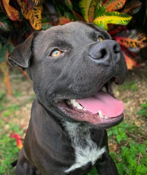 Nounours, mâle croisé Cane Corso, né le 15/05/2025 🐶