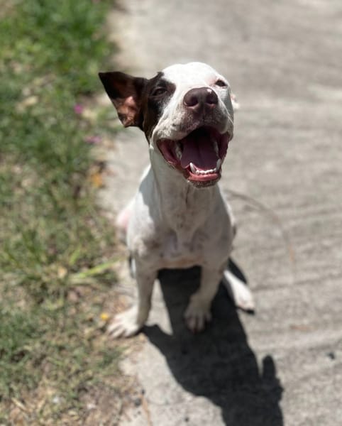 Neo, mâle croisé berger, né le 01/01/2025 🐶