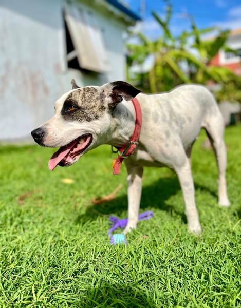 Hanae, femelle croisée berger née le 03/11/2023 🐶