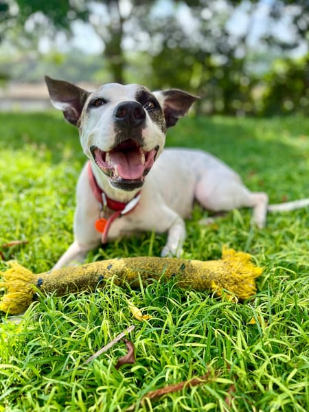 Hanae, femelle croisée berger née le 03/11/2023 🐶