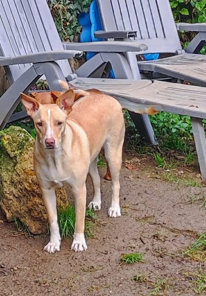 Gribouille, femelle croisée berger, née le 25/10/2024
