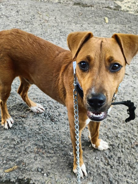 Frisky, mâle X croisé berger , né le 01/04/2025