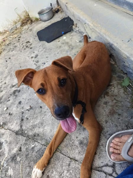 Frisky, mâle X croisé berger , né le 01/04/2025