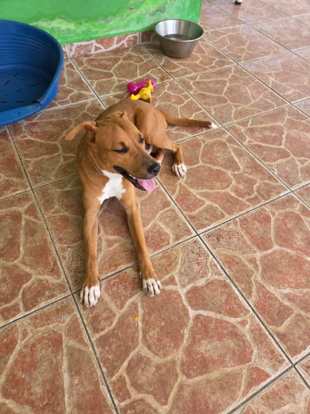 Frisky, mâle X croisé berger , né le 01/04/2025