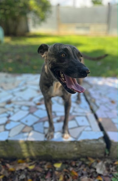 Donna, femelle, croisée berger, née le 10/09/2023