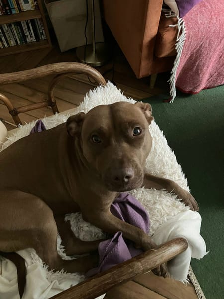 Brooklyn, femelle, Berger X Staffordshire Terrier (Décatégorisée par diagnose), née le 20/04/2022