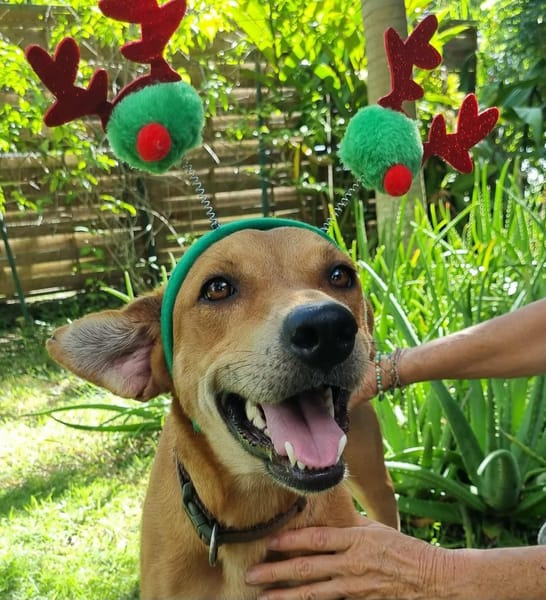 Bonny, femelle X berger, née le 28/11/2024