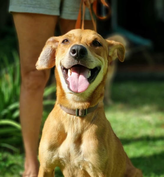 Bonny, femelle X berger, née le 28/11/2024