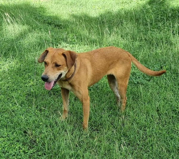 Bonny, femelle X berger, née le 28/11/2024