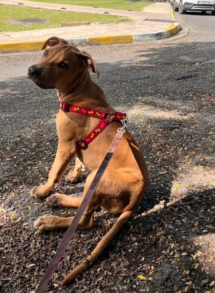 Barton, mâle croisé berger, né le 15/06/2025 🐶