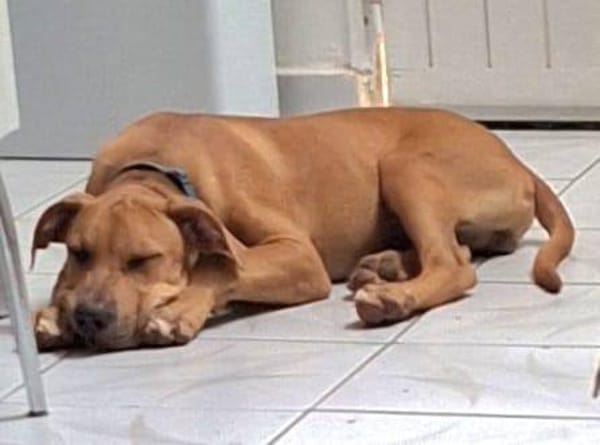 Barton, mâle croisé berger, né le 15/06/2025 🐶