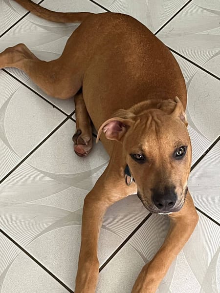 Barton, mâle croisé berger, né le 15/06/2025 🐶