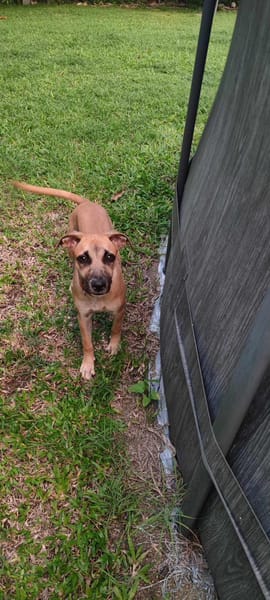 Anuka, femelle berger, née le 15/06/2025 🐶